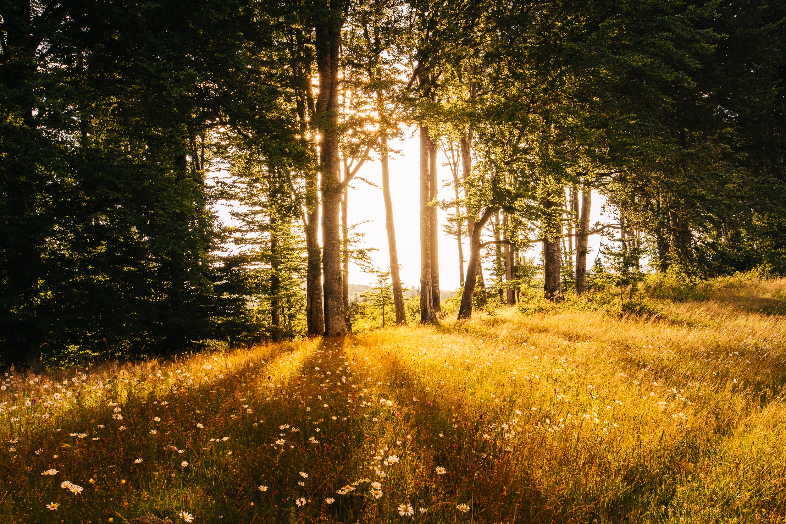Explore forrest